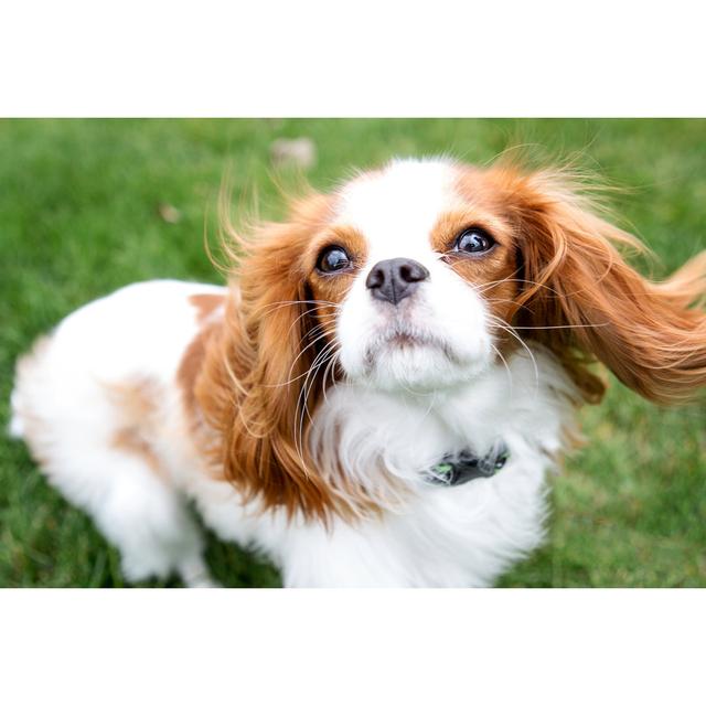 Cavalier King Charles Spaniel by Victoriarak - No Frame Print on Canvas Latitude Run Size: 30cm H x 46cm W on Productcaster.