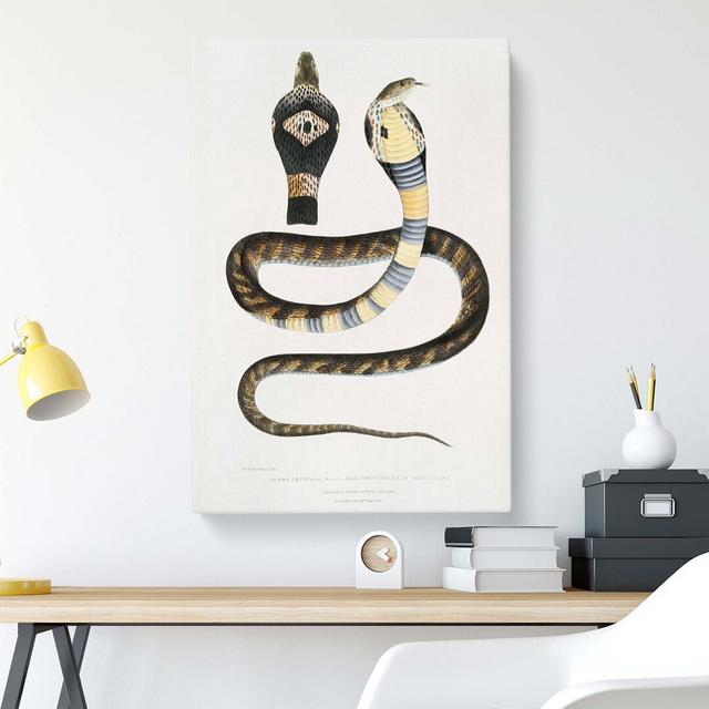 'Banded Cobra Capella Snake' by John Edward Gray - Wrapped Canvas Painting Print House of Hampton Size: 76 cm H x 50 cm W on Productcaster.