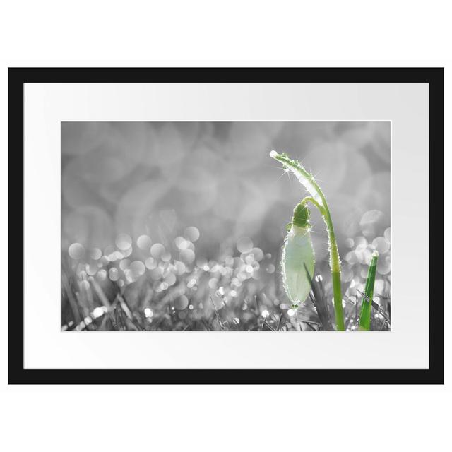 Gerahmter Fotodruck Snowdrops in Morning Dew East Urban Home Größe: 40 cm H x 55 cm B x 2,5 cm T on Productcaster.