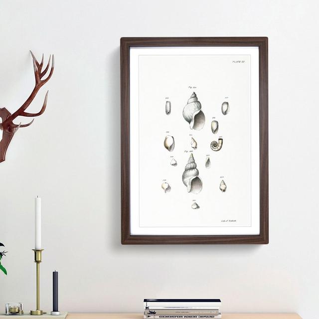 Types of Seashells PL. 35 by J.E. De Kay - Picture Frame Painting Print East Urban Home Frame Option: Walnut Framed, Size: 48cm H x 36cm W x 2cm D on Productcaster.