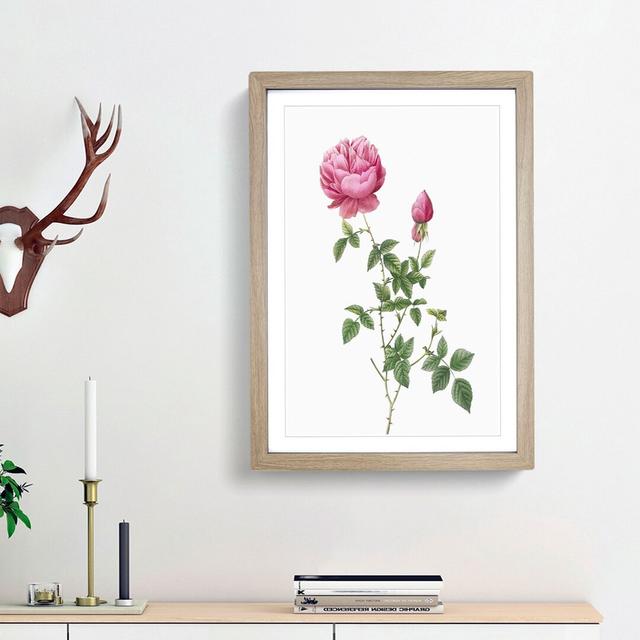 Autumn China Rose In Pink by Pierre-Joseph Redoute - Single Picture Frame Painting East Urban Home Size: 33cm H x 24cm W x 2cm D, Frame Option: Oak Fr on Productcaster.