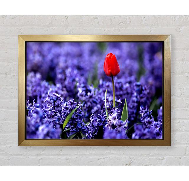 Red Tulip And Hyacinths - Single Picture Frame Art Prints Bright Star Size: 59.7cm H x 84.1cm W x 3.4cm D on Productcaster.