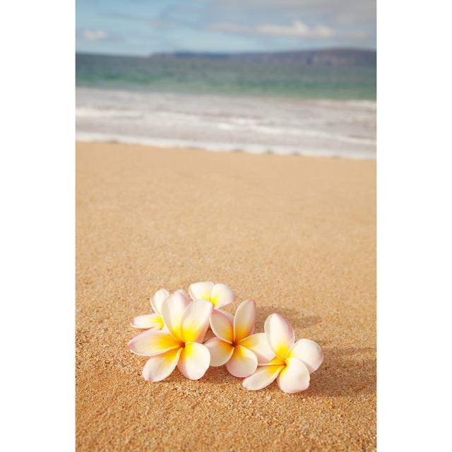 Plumeria Flowers On Beach Sand ClassicLiving Size: 46cm H x 30cm W on Productcaster.