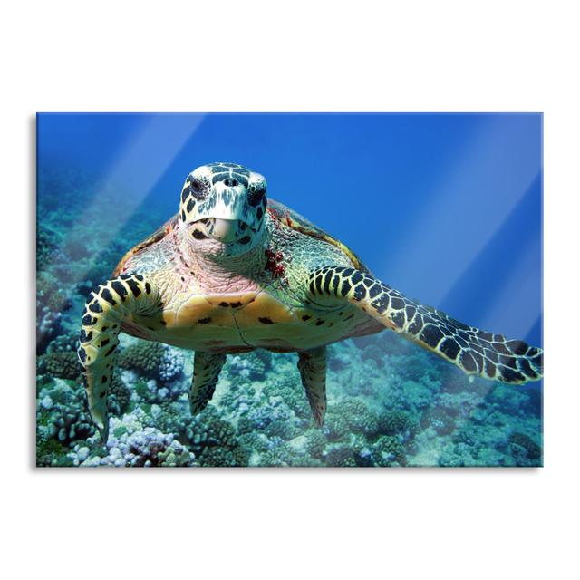 Turtle On Coral Reef - No Frame Print on Glass 17 Stories Size: 60cm H x 80cm W x 0.4cm D on Productcaster.