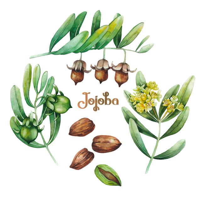 Watercolor Jojoba Plant Maturi Size: 122cm H x 122cm W x 3.8cm D on Productcaster.