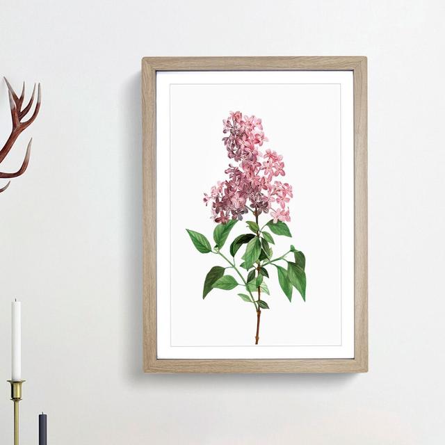 Chinese Lilac Flowers by Pierre-Joseph Redoute - Picture Frame Painting Print East Urban Home Size: 65cm H x 48cm W x 2cm D, Frame Option: Oak Framed on Productcaster.