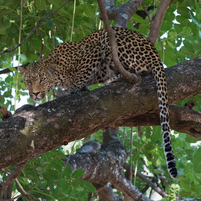 Leopard in A Tree by Scott Bennion - Wrapped Canvas Art Prints Latitude Run Size: 91cm H x 91cm W on Productcaster.