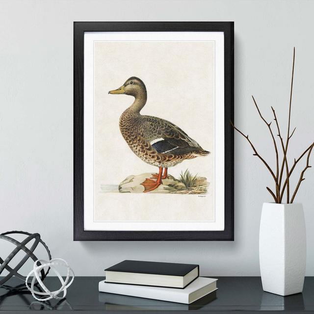 Female Mallard Duck by Von Wright - Picture Frame Painting Print East Urban Home Frame Option: Black, Size: 91cm H x 60cm W x 2cm D on Productcaster.