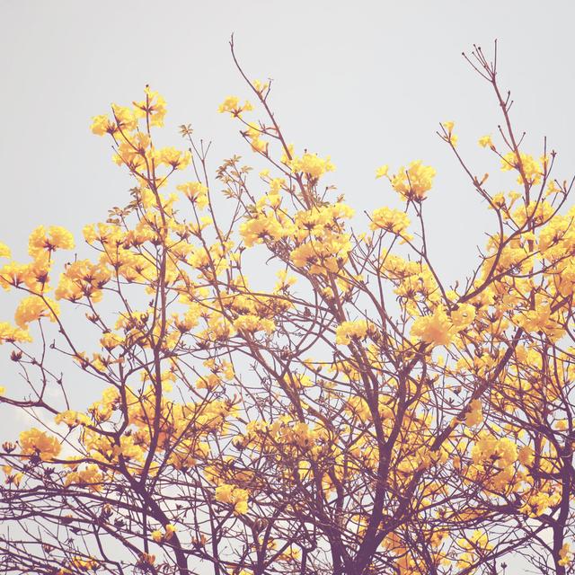 Yellow Flower on the Top of Tree with Retro Effect - Wrapped Canvas Photograph Ebern Designs Size: 61cm H x 91cm W on Productcaster.