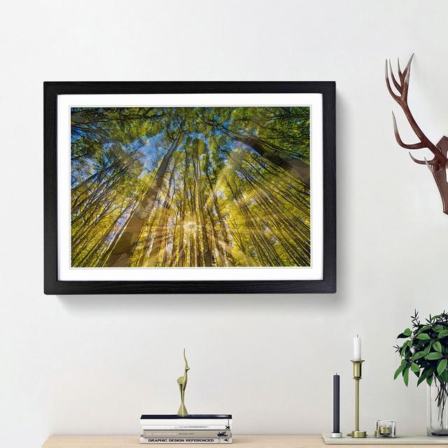 Sunrays Through the Forest in Abstract - Picture Frame Graphic Art Print East Urban Home Frame Option: Black Framed, Size: 48cm H x 65cm W x 2cm D on Productcaster.