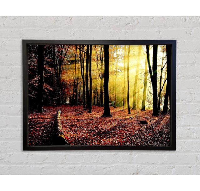 Sonnenlicht durch die Bäume im Wald - Druck Union Rustic Größe: 100 cm H x 141,4 cm B x 3,3 cm T on Productcaster.