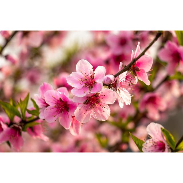 Beautiful Peach Tree Flowers by Virender Singh - Wrapped Canvas Print 17 Stories Size: 20cm H x 30cm W on Productcaster.