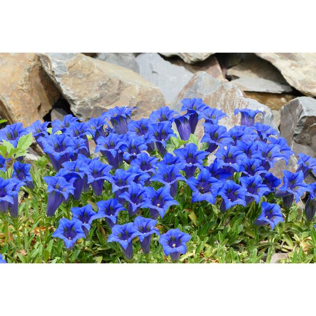 Lindsy Blue Gentians - Wrapped Canvas Print 17 Stories Size: 51cm H x 76cm W x 3.8cm D on Productcaster.