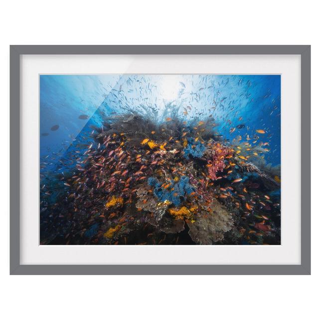 Lagoon with Fish - Picture Frame Photograph Print on Paper East Urban Home Rahmenoptionen: Matt grey, Size: 70cm H x 100cm W on Productcaster.