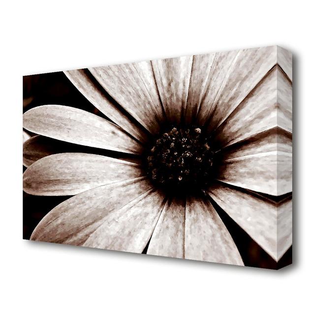 Cocoa Daisy Petals Flowers Canvas Print Wall Art East Urban Home Size: 35.5 cm H x 50.8 cm W on Productcaster.