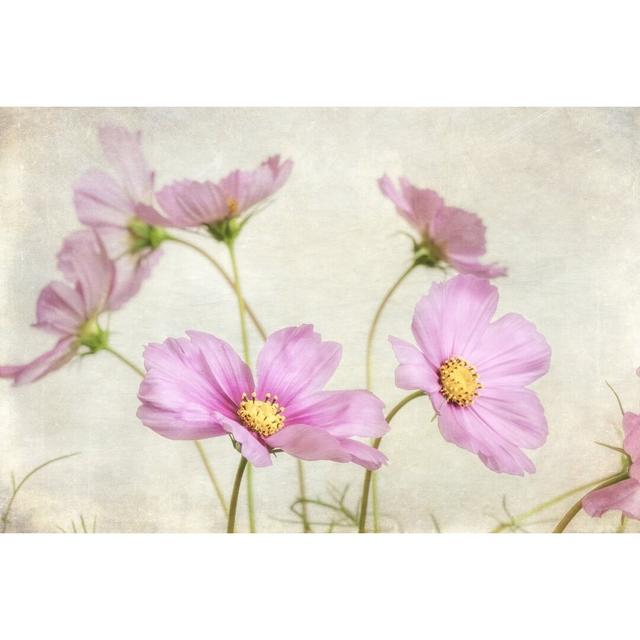 'Pink Cosmos II' by Dianne Poinski - Wrapped Canvas Photograph Print Rosalind Wheeler Size: 20cm H x 30cm W on Productcaster.