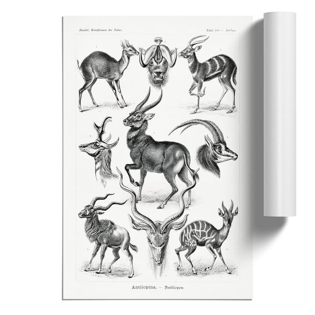 Antelopes by Ernst Haeckel - No Frame Print East Urban Home Size: 30cm H x 21cm W x 0.1cm D on Productcaster.