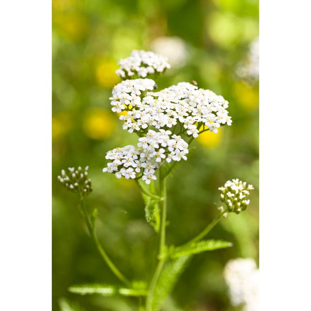 Yarrow (Achillea Millefolium) by HeikeKampe - No Frame Art Prints on Canvas 17 Stories Size: 122cm H x 81cm W on Productcaster.