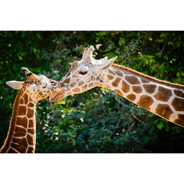 Giraffe and Her Young - Wrapped Canvas Photograph Latitude Run Size: 20cm H x 30cm W x 3.8cm D on Productcaster.