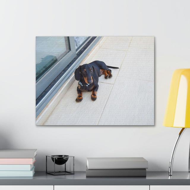 Majestic Pedigree Dacshund Laying Down Print Animal Wall Art Fleur De Lis Living Size: 27.94cm H x 35.56cm W on Productcaster.