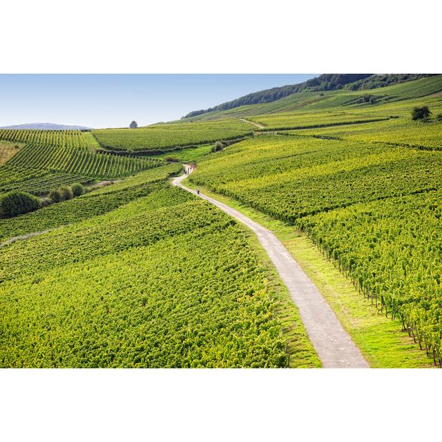 Rheingau Riesling Vineyards by Alexander Rohlich - Wrapped Canvas Photograph 17 Stories Size: 30cm H x 46cm W on Productcaster.