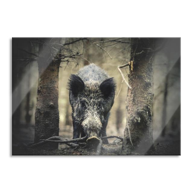 Close-up Wild Boar in the Forest - Unframed Photograph on Glass Union Rustic Size: 70cm H x 100cm W x 0.4cm D on Productcaster.