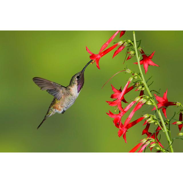 Laykin Adult Male Lucifer Hummingbird by AGAMI Stock - Wrapped Canvas Print 17 Stories Size: 81cm H x 122cm W x 3.8cm D on Productcaster.