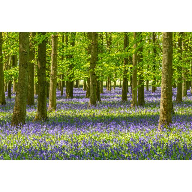 Bluebell And Beech Tree Forest by ChrisHepburn - No Frame Art Prints on Canvas Alpen Home Size: 30cm H x 46cm W on Productcaster.