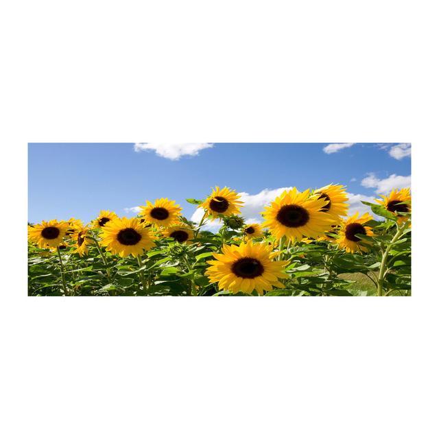 Sunflowers Wrapped Canvas - Art Prints August Grove Format: Canvas, Size: 50cm H x 125cm W on Productcaster.