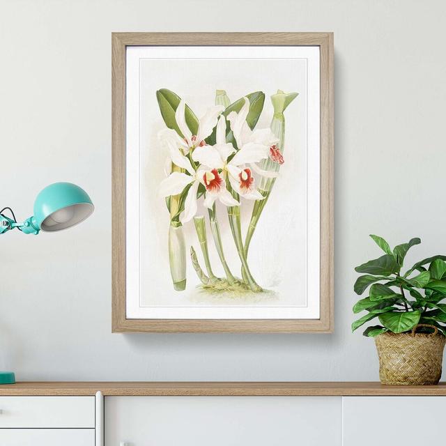 Magnolia Flowers Illustration Tab. 8 by Frederick Sander - Picture Frame Painting Print East Urban Home Frame Option: Oak, Size: 76cm H x 50cm W x 2cm on Productcaster.