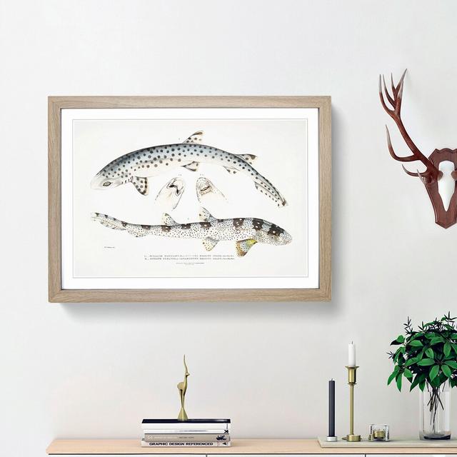 Bearded Sharks by John Edward Gray - Picture Frame Graphic Art Print on Paper East Urban Home Size: 33cm H x 45cm W x 2cm D, Frame Option: Oak Framed on Productcaster.