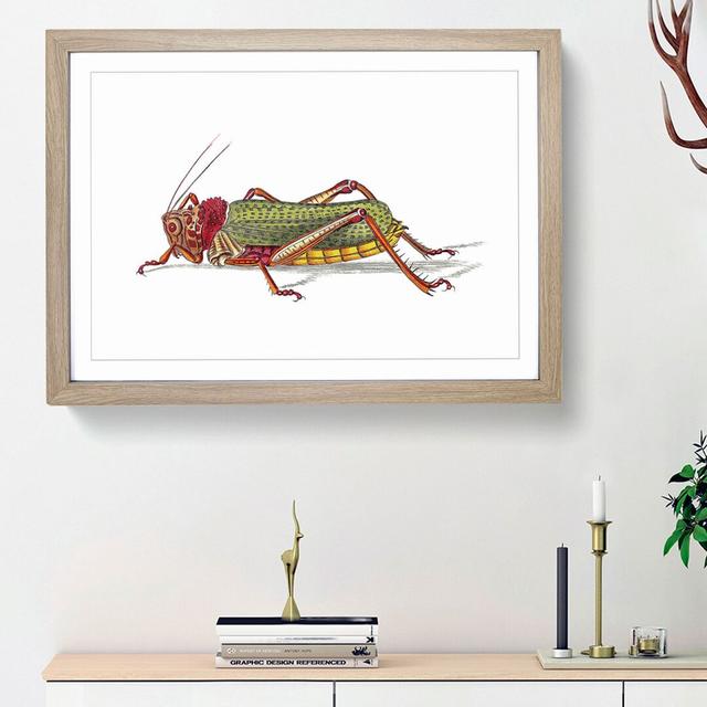 Granulated Locust by George Shaw - Picture Frame Painting Print East Urban Home Frame Option: Oak Framed, Size: 27cm H x 36cm W x 2cm D on Productcaster.