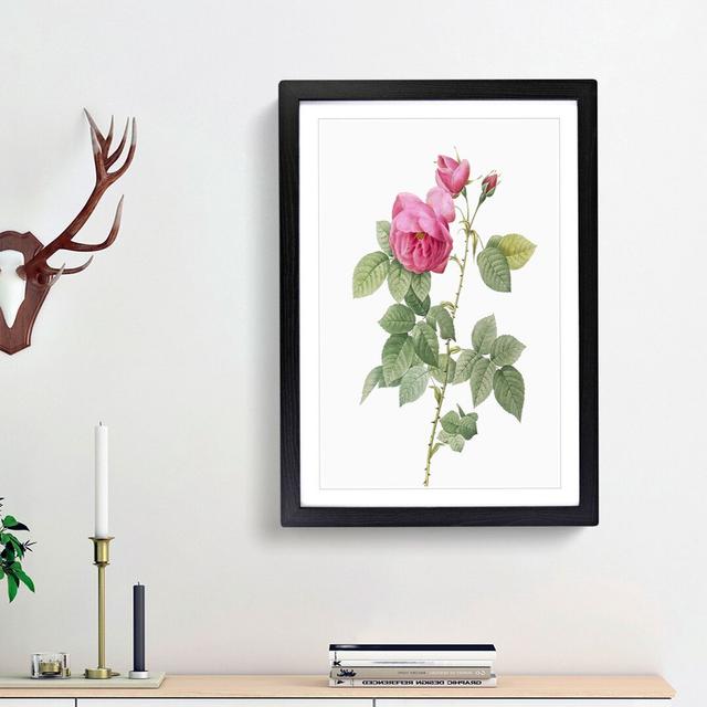 Bourbon Rose in Pink by Pierre-Joseph Redoute - Picture Frame Graphic Art Print East Urban Home Frame Option: Black Framed, Size: 65cm H x 48cm W x 2c on Productcaster.