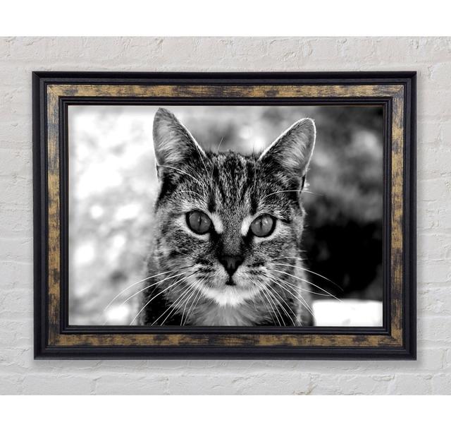 Whiskers Framed Print Bright Star Size: 21cm H x 29.7cm W on Productcaster.