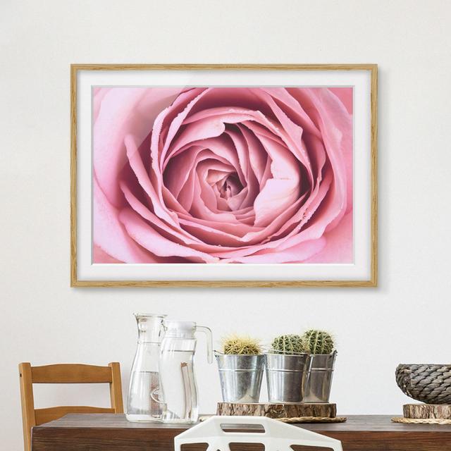 Gerahmtes Poster Pink Rose Flower Rosdorf Park Maße: 50 cm H x 70 cm B x 2 cm T, Rahmenauswahl: Brauner Rahmen on Productcaster.