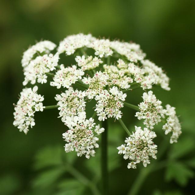 Leinwandbild White Angelica Flowers, Queen Anne's Lace Ebern Designs Größe: 91 cm H x 91 cm B on Productcaster.