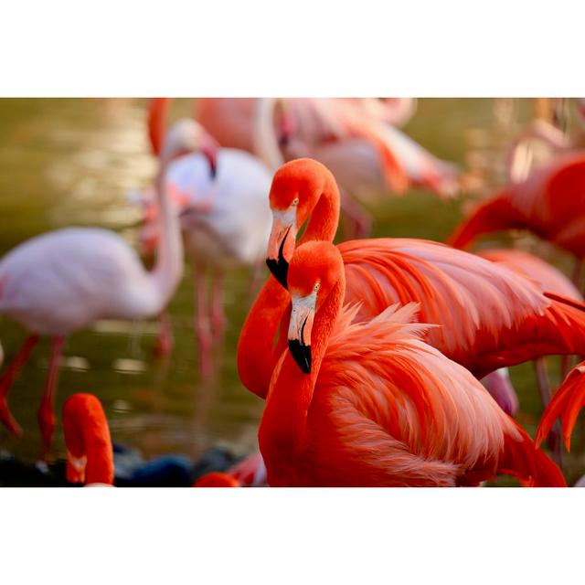 Bright Red Flamigos - Wrapped Canvas Print 17 Stories Size: 20cm H x 30cm W x 3.8cm D on Productcaster.