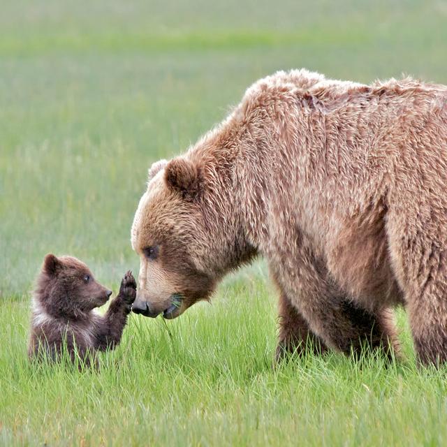 Grizzly Bear And Cub by Pegbec2 - Wrapped Canvas Print Natur Pur Size: 20cm H x 30cm W on Productcaster.