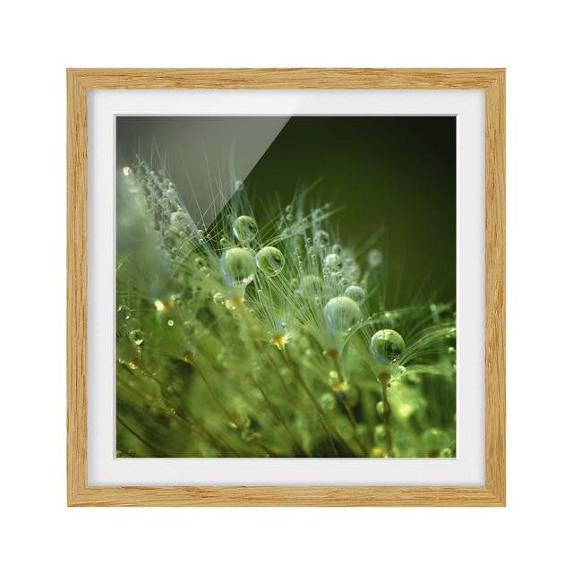 Green Seeds in the Rain - Picture Frame Photograph Rosalind Wheeler Size: 50cm H x 50cm W x 2cm D, Frame Option: Brown Framed on Productcaster.