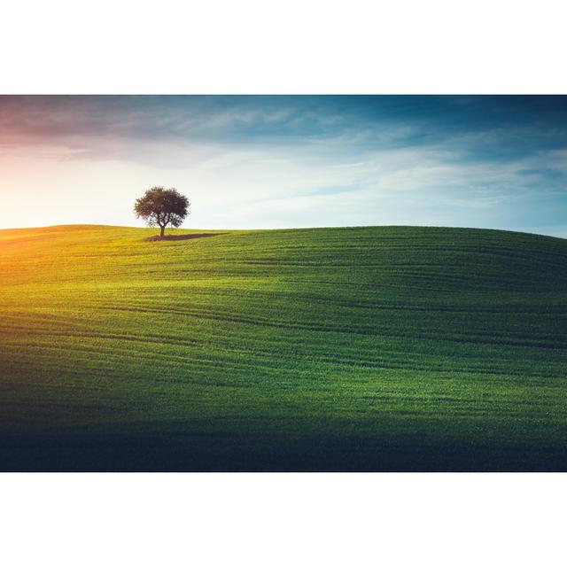 Lonely tree In tuscany 17 Stories Size: 20cm H x 30cm W on Productcaster.