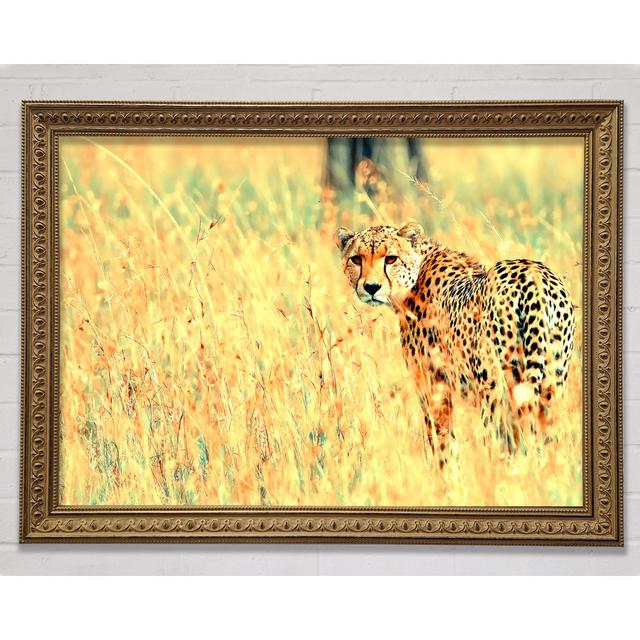 Beautiful Cheetah - Einzelner Bilderrahmen Kunstdrucke BohoLiving Größe: 59,7 cm H x 84,1 cm B on Productcaster.