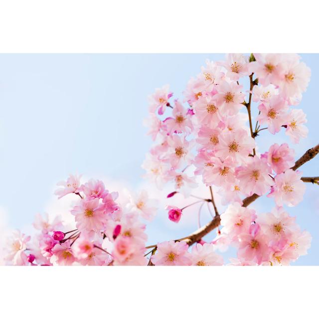 Pink cherry blossoms ClassicLiving Size: 81cm H x 122cm W on Productcaster.