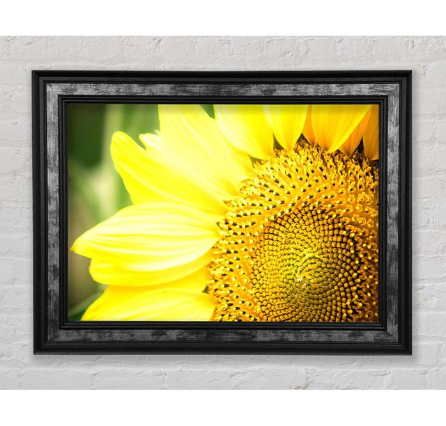 Sunflower Closeup - Single Picture Frame Art Prints Bright Star Size: 42cm H x 59.7cm W x 8cm D on Productcaster.