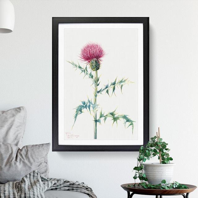 Thistle by Mary Vaux Walcott - Picture Frame Painting East Urban Home Frame Option: Black, Size: 48cm H x 36cm W x 2cm D on Productcaster.