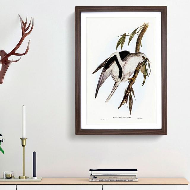 Letter-winged Kite by Elizabeth Gould - Picture Frame Painting Print East Urban Home Frame Option: Walnut Framed, Size: 48cm H x 36cm W x 2cm D on Productcaster.