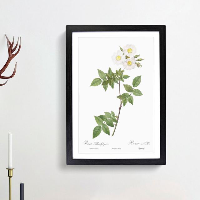 White Collina Rose by Pierre-Joseph Redoute - Picture Frame Art Prints East Urban Home Size: 36cm H x 27cm W x 2cm D, Frame Option: Black Framed on Productcaster.