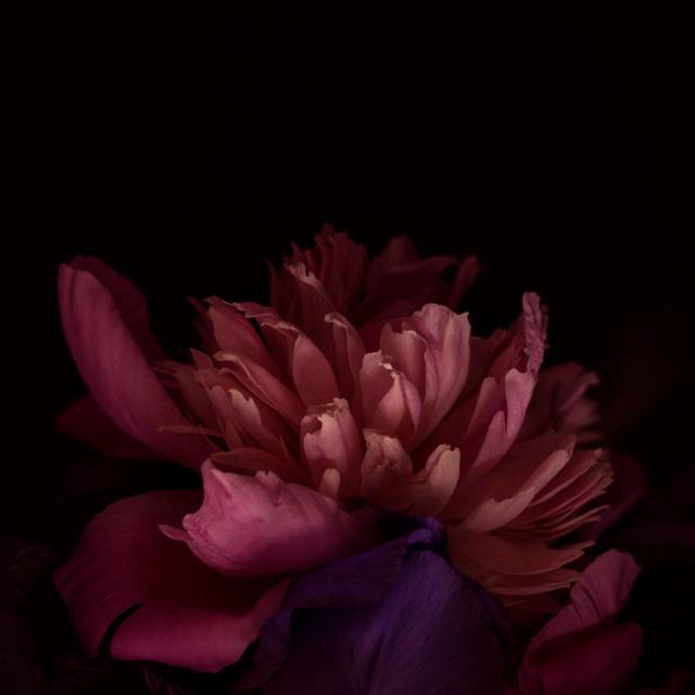 Peony Dark by Jeja - Print 17 Stories Size: 76cm H x 76cm W on Productcaster.