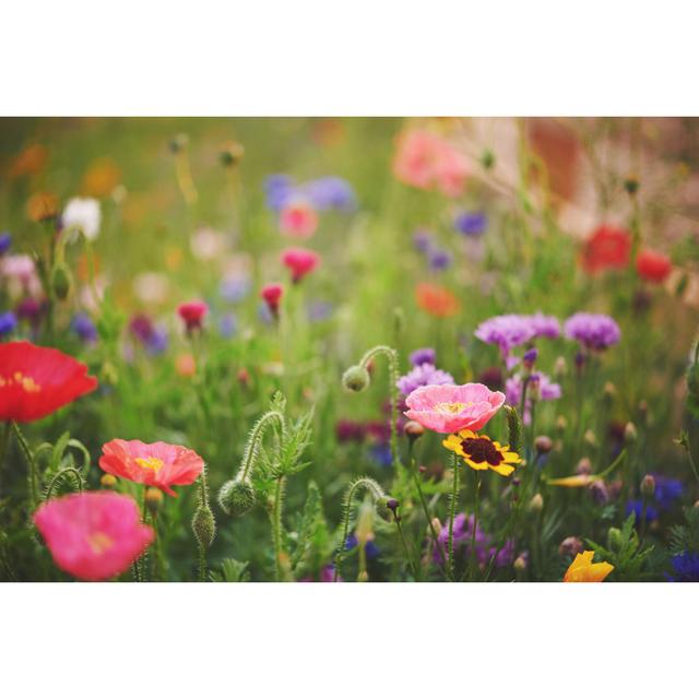 Vibrant Wildflowers by CatLane - No Frame Art Prints on Canvas 17 Stories Size: 30cm H x 46cm W on Productcaster.