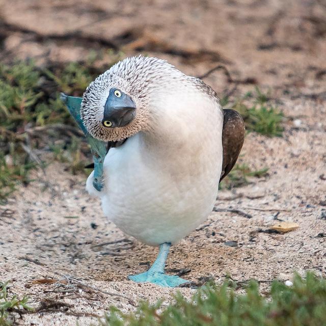 Leinwandbild Galapagos Islands - May 2018 Haus am Meer Größe: 91 cm H x 91 cm B on Productcaster.