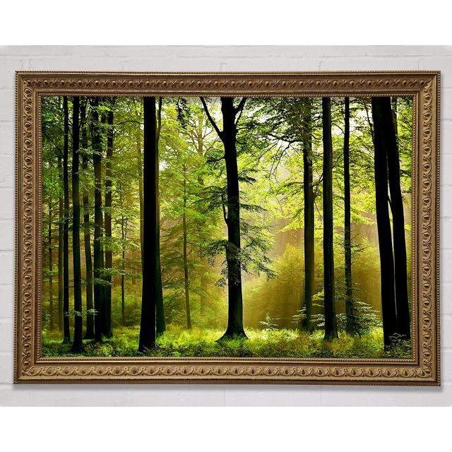 Green Forest Mist Framed Print Bright Star Size: 21cm H x 29.7cm W x 3cm D on Productcaster.